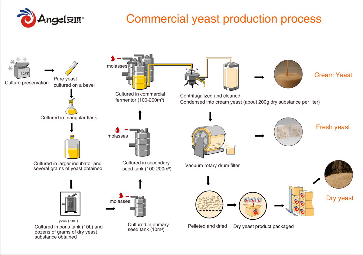 Yeast Chart For