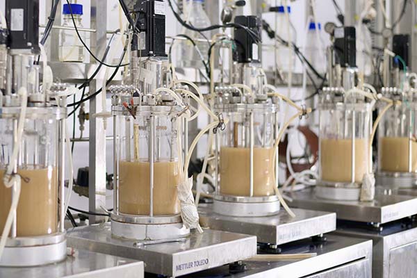 Application advantages of yeast peptone in fermentation industry
