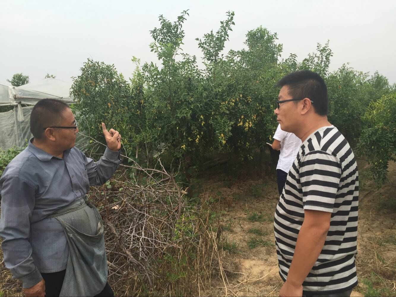 Alkaline Soil turned into Fertile soil “Fubon” makes the jujubes high-yield and sweeter.