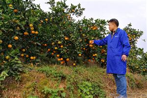 Application of Fubon bio organic fertilizer(particle type) to qiangyang sugar candy orange