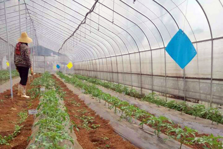 The application of “FUBON” yeast source organic fertilizer on tomato in Yunnan