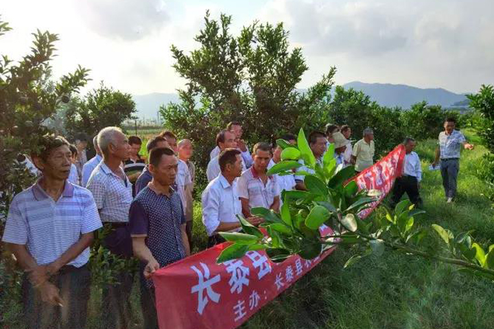The application of “FUBON”bio-organic fertilizer with cigarette on ponkans in Changtai, Fujian province.