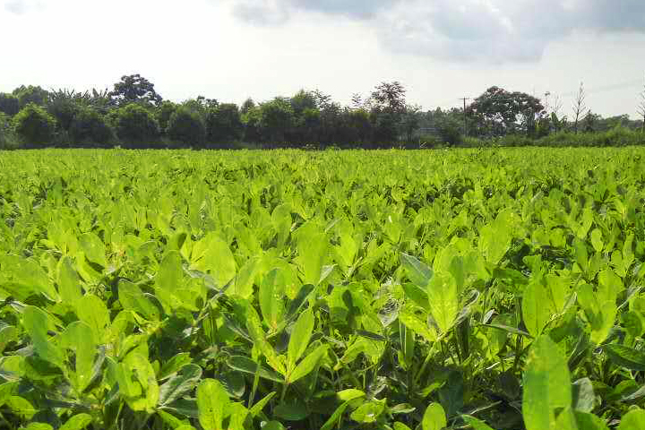 Application of“FUBON”bio-organic fertilizer on peanuts in Beihai, Guangxi province