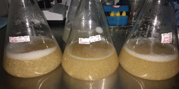 Yeast technology create value to edible fungus industry