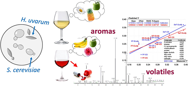 Wine aroma response to different participation of selected Hanseniaspora uvarum in mixed fermentation with Saccharomyces cerevisiae