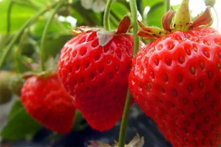 Wanna be rich? The secret for planting strawberry