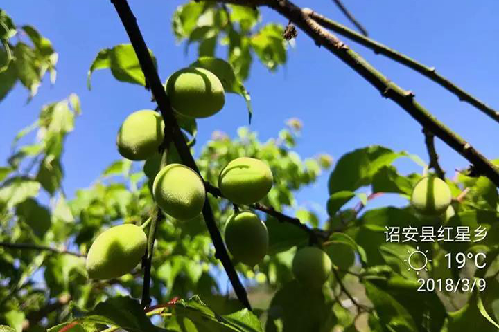 Be rich by planting green plum