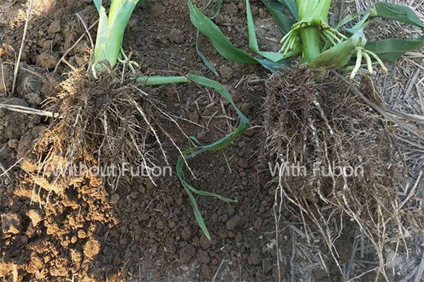 The application of the FUBON bio-organic fertilizer in Corns