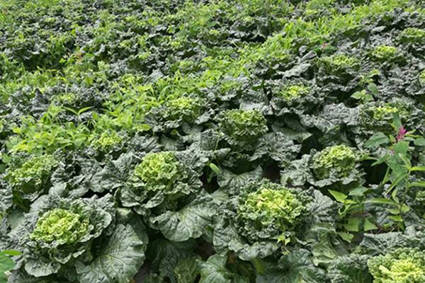 The application of the FUBON organic fertilizer in Cabbages