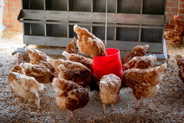 Effects of GroPro Poultry on growth performance, intestinal development, immunity and slaughter performance in broilers