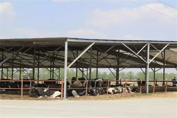 Regulation technology of heat stress by Yeavita R in dairy cows