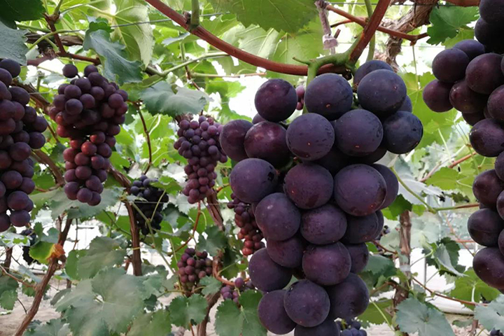 In order to grow grapes well, science and diligence are indispensable