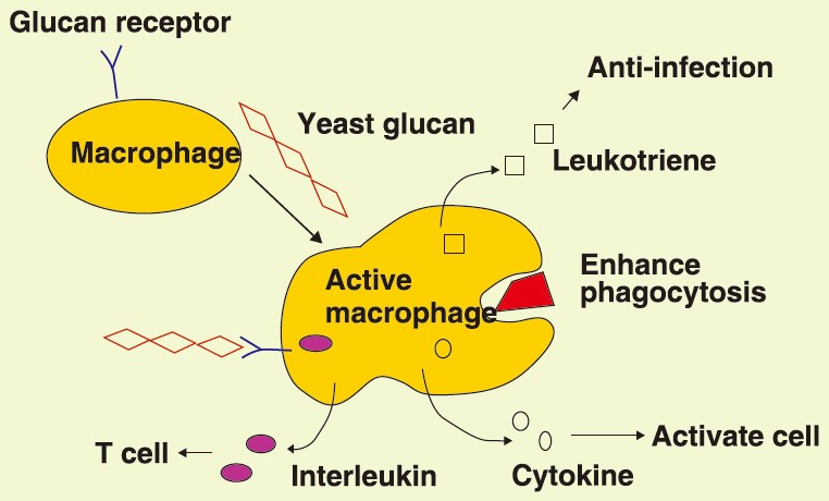 Mechanism of yeast beta-glucan.jpg