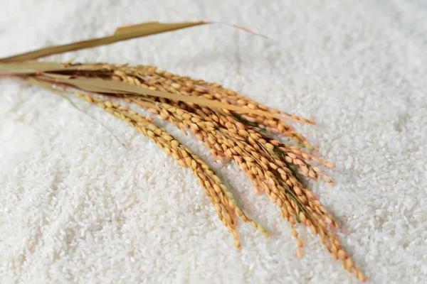 Enzyme solution helps to improve the comprehensive utilization of rice