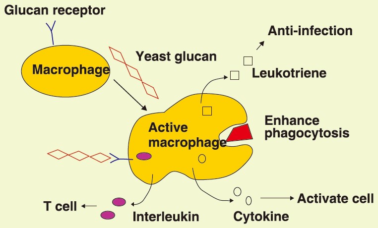 action mode of yeast beta glucan.jpg