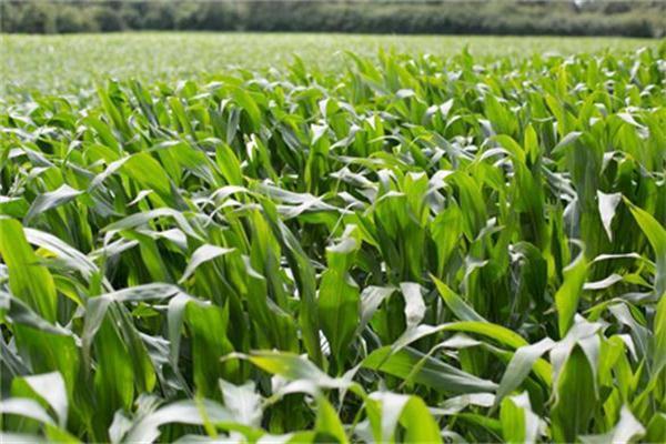 Novozymes launches Fibrex platform for corn fiber to ethanol