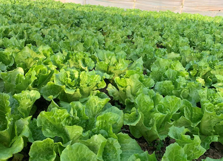 How to plant high quality and high yield lettuce