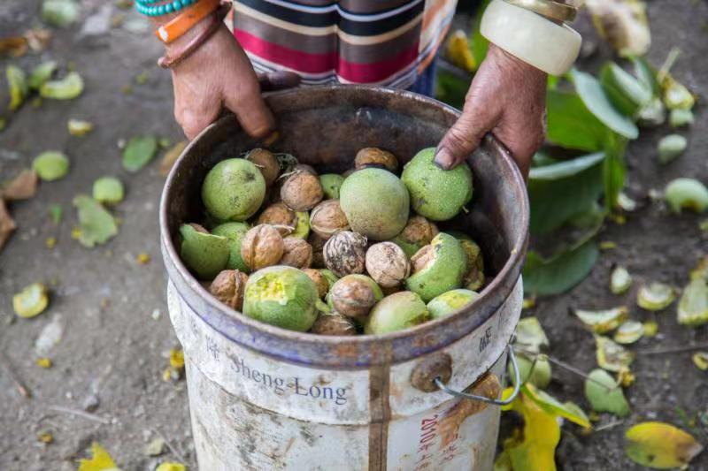 Walnuts from Jiacha County, Xizang Province, 