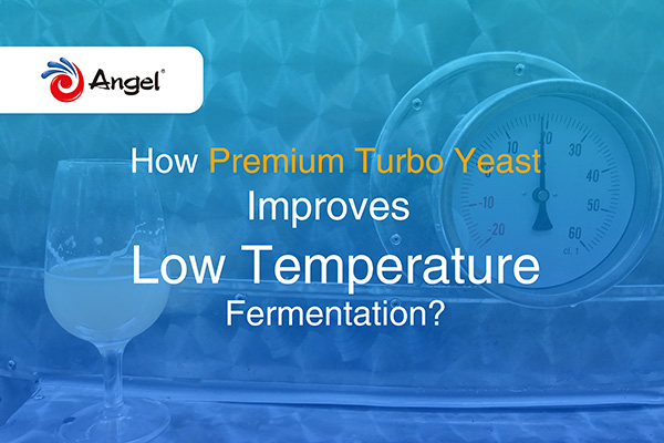 How Premium Turbo Yeast improves low temperature fermentation?