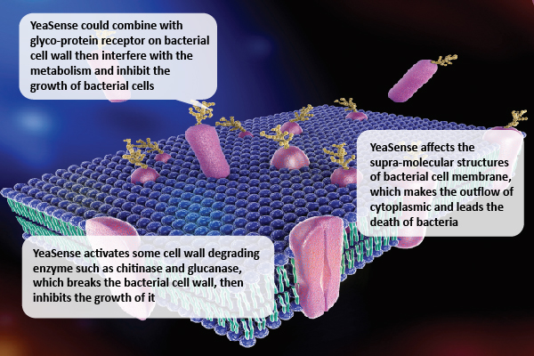 Yeast products for Antibiotic-Free diets-06.jpg