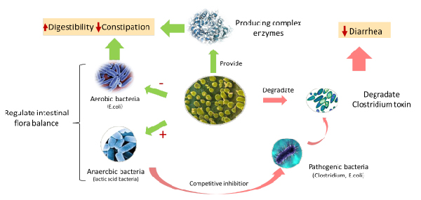 Yeast products for Antibiotic-Free diets-04.jpg