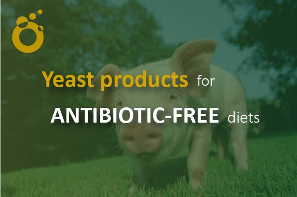 Application of Yeast Products for Antibiotic-free Diets