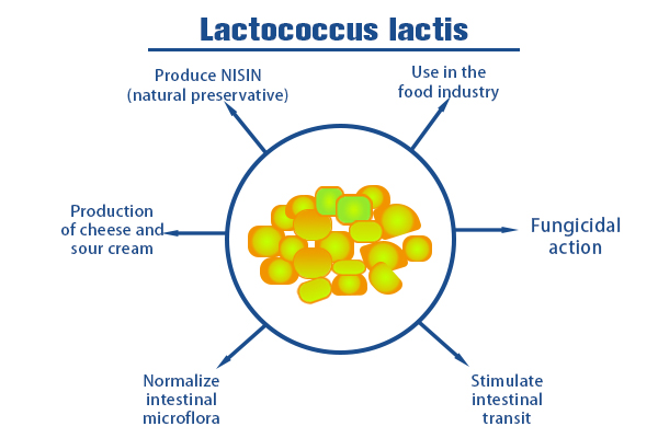Test of different yeast extracts for the cultivation of L. lactis