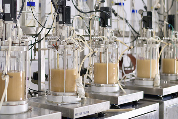 Application advantages of yeast peptone in fermentation industry