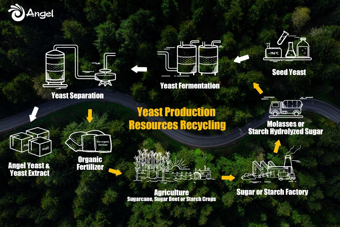 Angel Yeast recycles the organic matter in the yeast fermentation wastewater to produce fertilizer for crops, paving the way for building a circular supply chain.