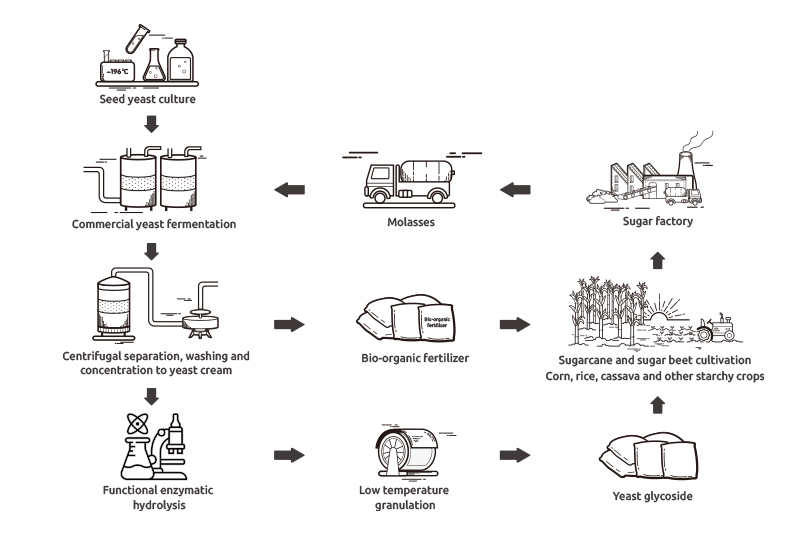 Production Process of Yeast Glycoside