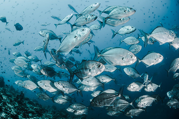 How GroPro Aqua improve production performance in aquaculture