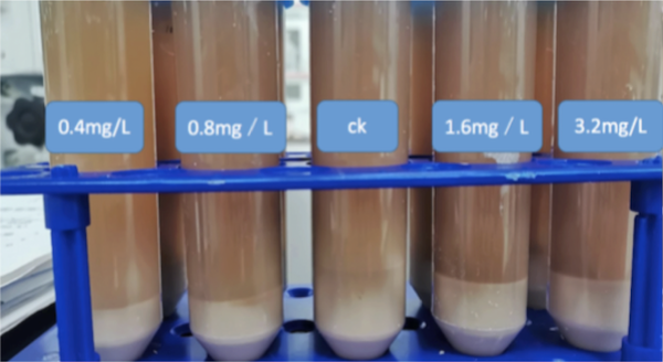 The effects of zinc on beer fermentation