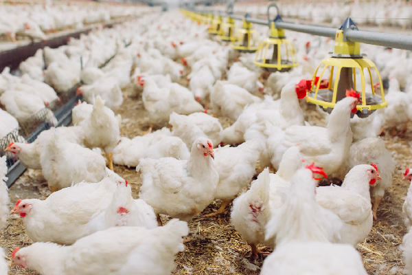 Yeast Hydrolysate Can Effectively Improve Gut Health and Increase Immunity in Broilers