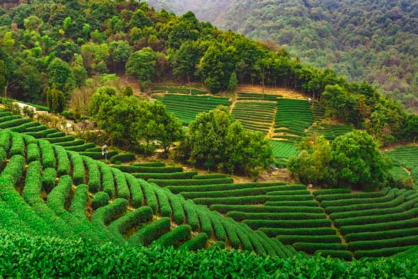 Winter Cultivation and Management Highlights of Yihong Tea Plantation
