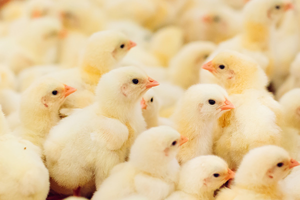 Revolutionizing Poultry Production: Harnessing the Potential of Yeast Hydrolysate GroPro
