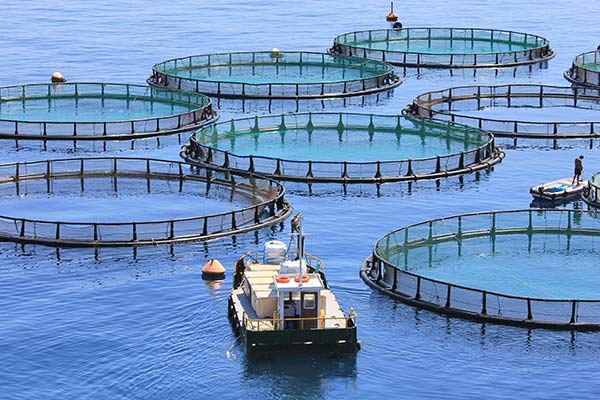 Research and Application of Glutathione in Aquaculture