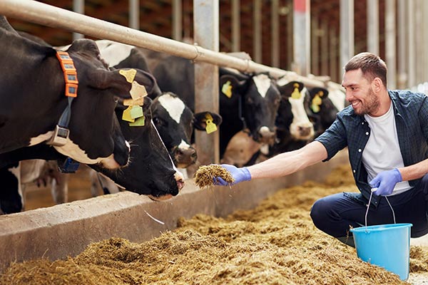 How Yeast Culture can Improve Dairy Production and Nutritional Value