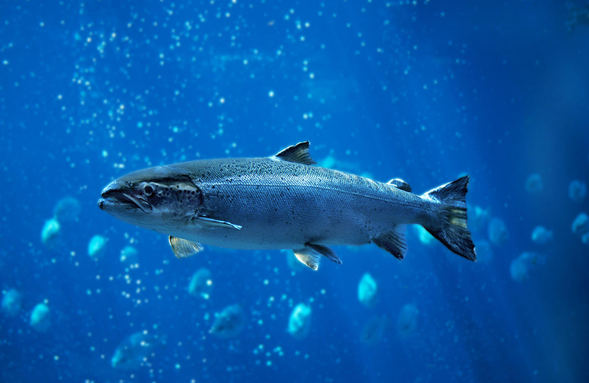 Application of Nucleotides in Special Aquatic Salmon