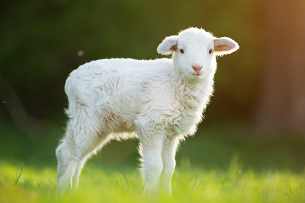 Application of Heat-resistant Ruminant Yeast (YeaVita R+) in Fattening Lambs