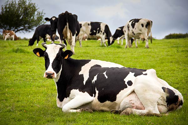 YeaFerm EX125 Yeast Culture: A Key to Better Ruminant Nutrition