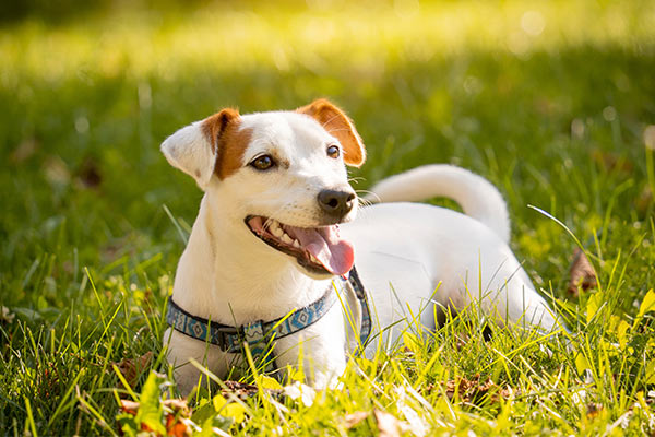 Breaking the Traditional Yeast Limitations: How Yeast Protein Reshapes New Standards for Functional Ingredients in Pet Food?