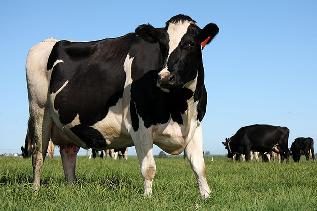 Effects of Yeast Hydrolysate on Ruminants